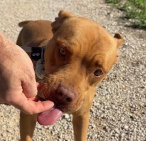 Jessy, splendida pit dagli occhi marroni  Foto 6